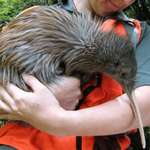 image for This is how big kiwis are.