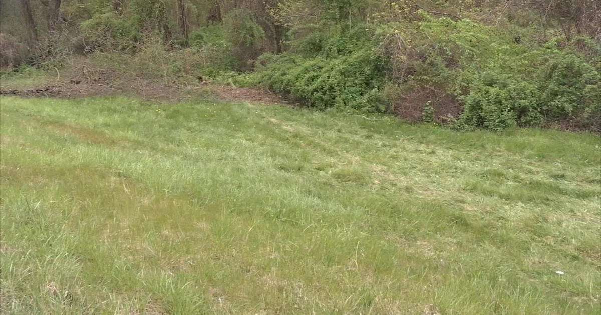 image for Bear dragged crash victim's body from car in woods off Massachusetts highway, police say