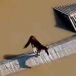 image for A horse stranded on top of a house amid record flooding in southern Brazil