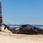 image for The 44 ft endangered Sei whale that was impaled and carried on the bow of a cruise ship into port