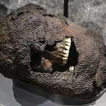 image for Skull of a soldier who fought in the Battle of Visby