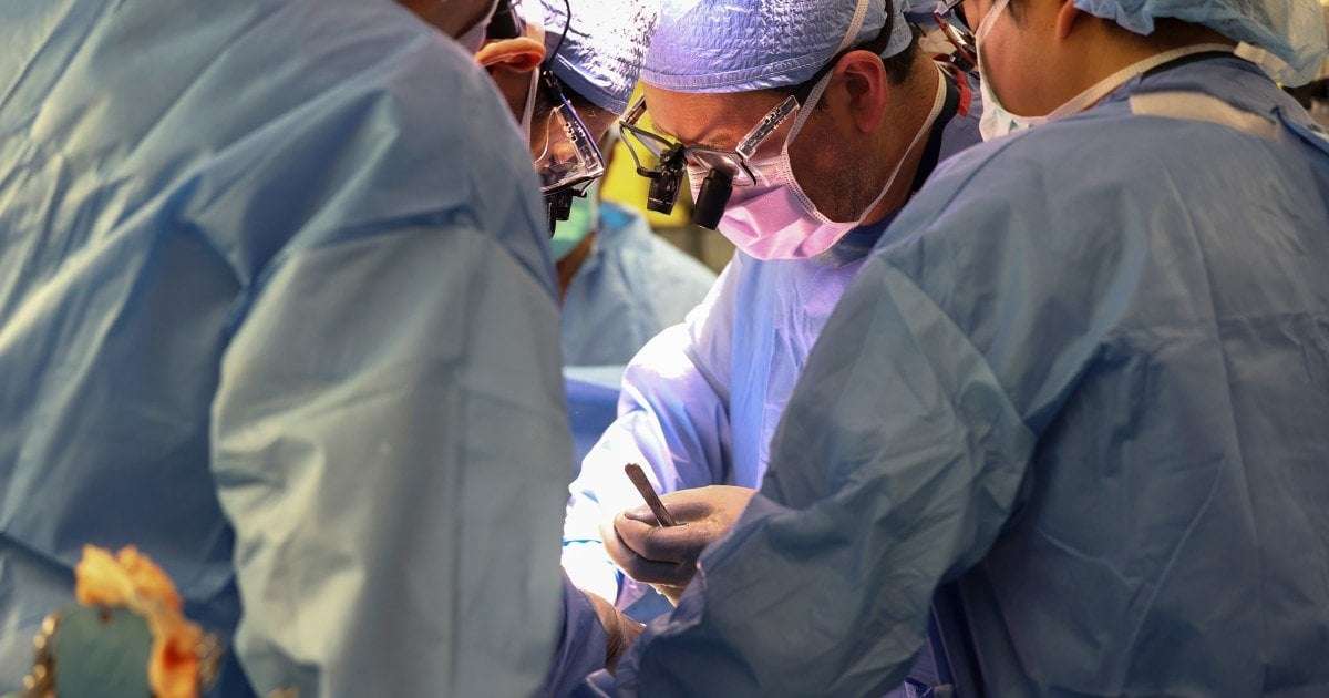 image for First person to receive a genetically modified pig kidney transplant dies almost 2 months later