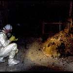 image for A man with little protection face to face with the infamous Chernobyl elephants foot