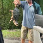 image for Moved this angry guy out of the road today