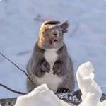 image for A squirrel being hit by a sudden gust of wind