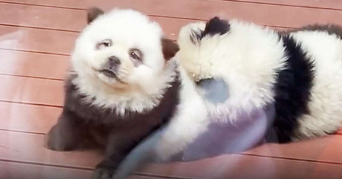 image for Chinese zoo under fire after dyeing dogs to resemble pandas