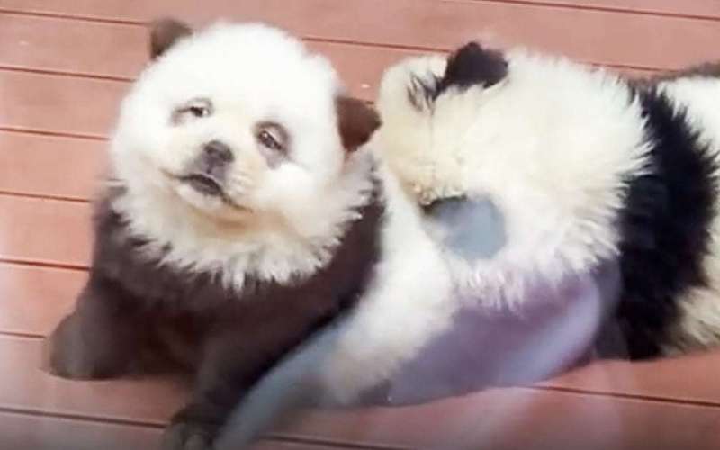 image for Chinese zoo under fire after dyeing dogs to resemble pandas