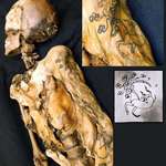 image for The astonishing 2,500 year old tattoo of a Siberian princess.