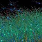 image for Picture of 1 cubic millimeter of brain