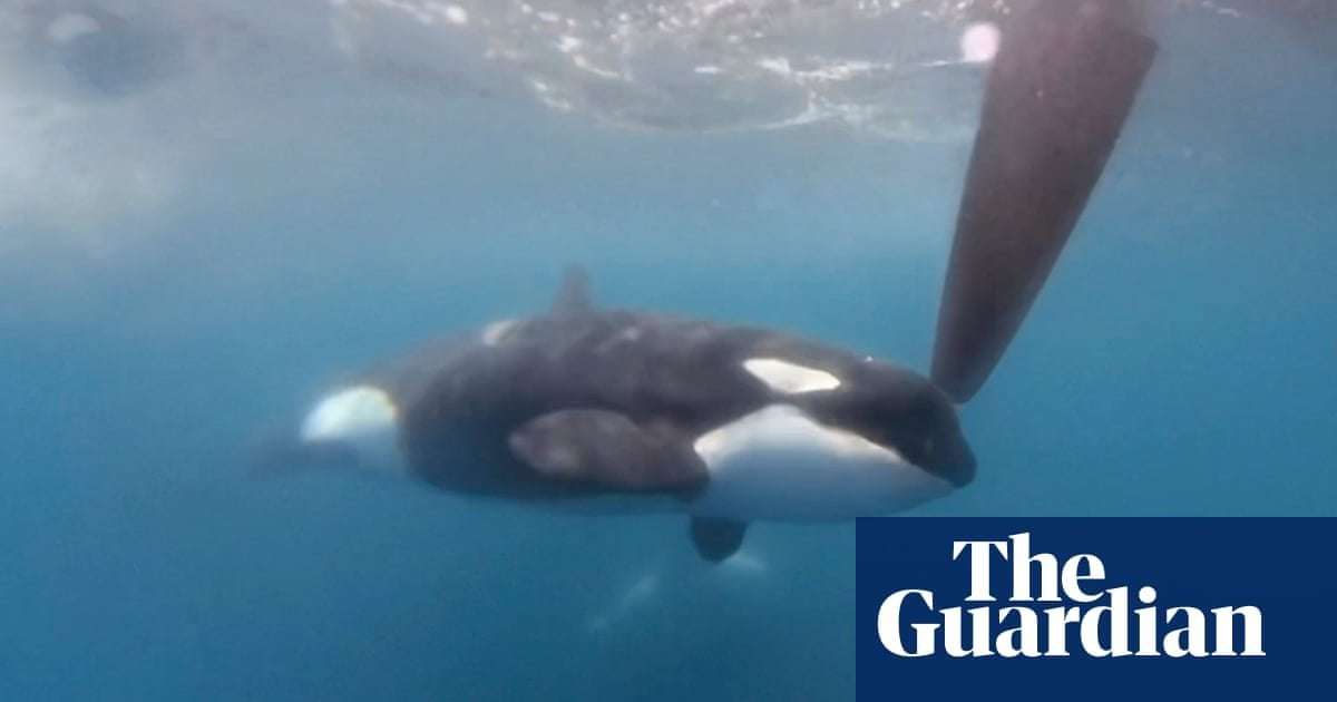 image for Yacht sinks after latest incident involving orcas in strait of Gibraltar