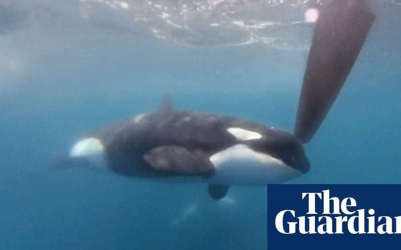 image for Yacht sinks after latest incident involving orcas in strait of Gibraltar