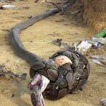 image for Cobra bites python. Python constricts cobra. Cobra gets crushed and dies. Python dies from venom