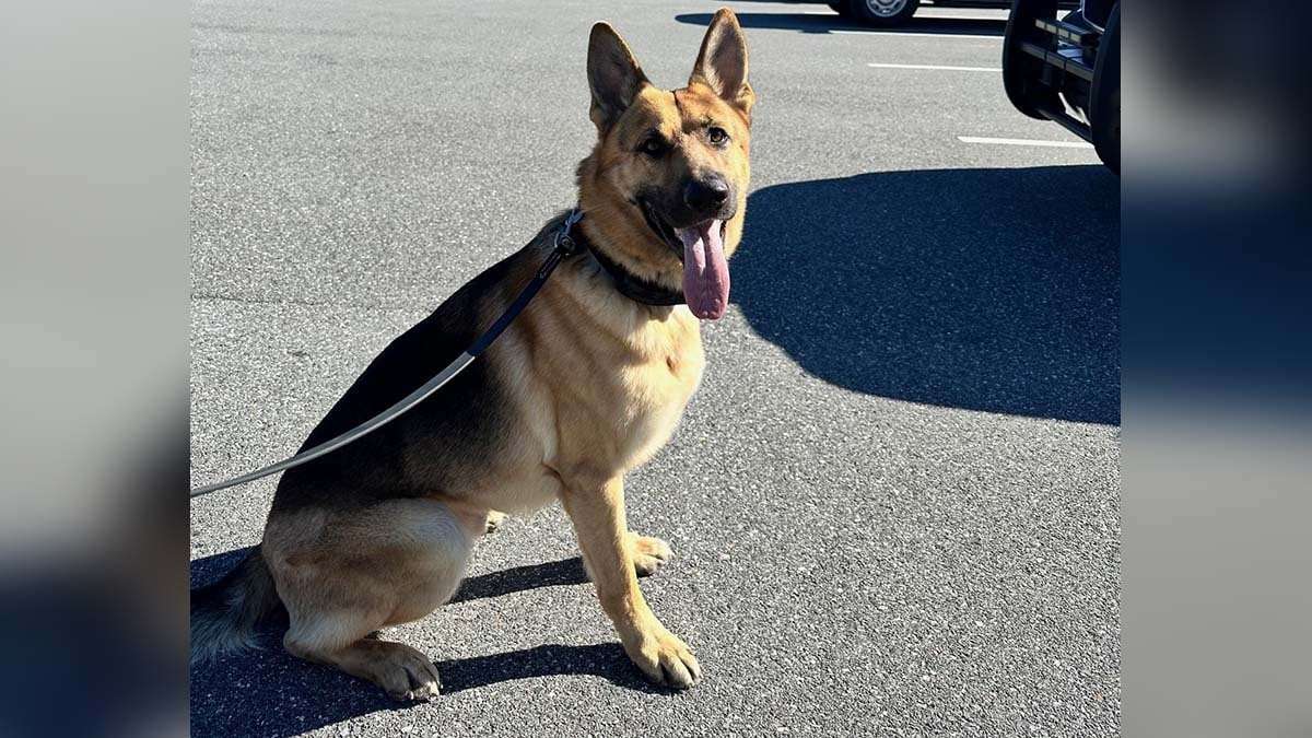 image for Dog spared being put down by animal shelter joins ranks of first responders in Prince George's