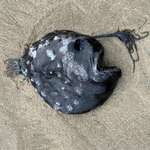 image for Pacific football fish washed up at Oregon beach. Only 31 specimens have ever been documented.