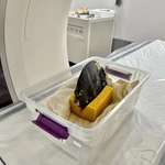 image for An angelfish receiving a CT scan at the Denver Zoo