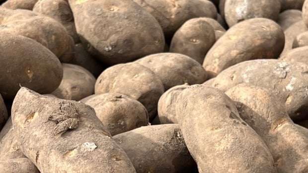 image for A Manitoba farmer had a surplus of potatoes. So he gave millions of them away