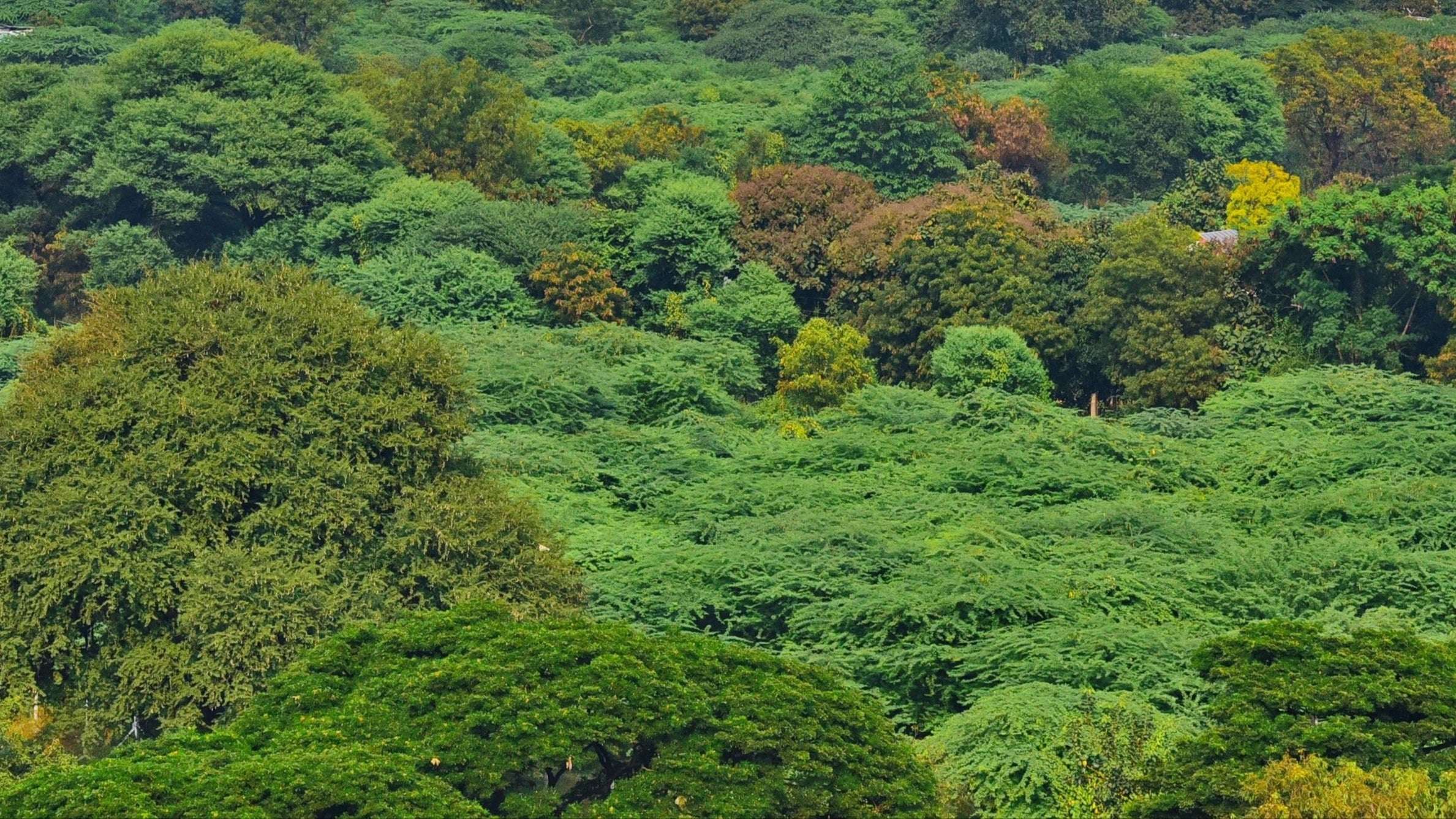 image for India’s Forest Cover Has Increased Consistently Over Last 15 Years