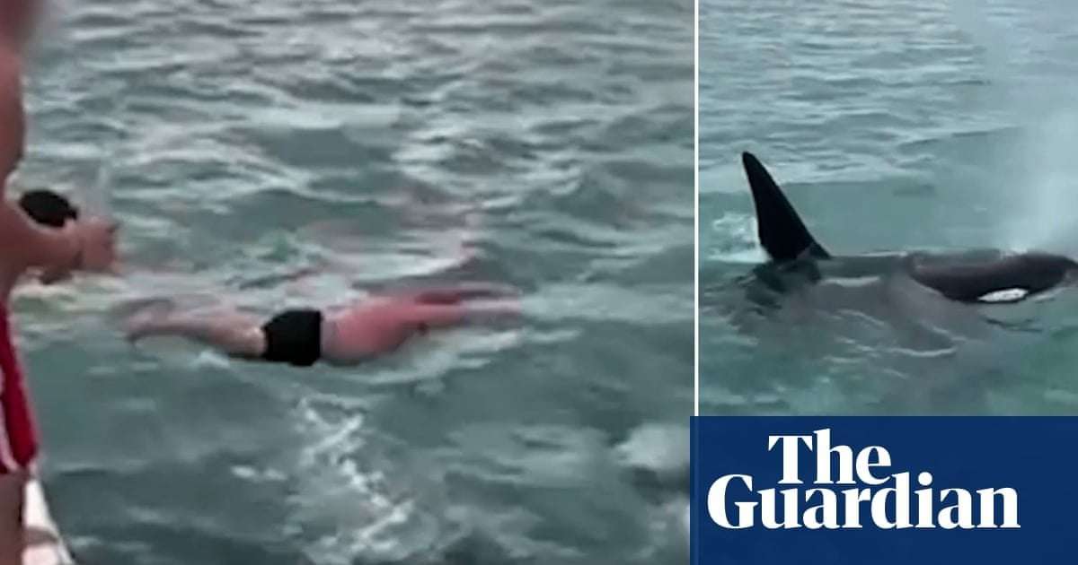 image for New Zealand man filmed trying to ‘body slam’ an orca in actions described as ‘idiotic’