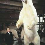 image for World Record Polar Bear taken in 1961.