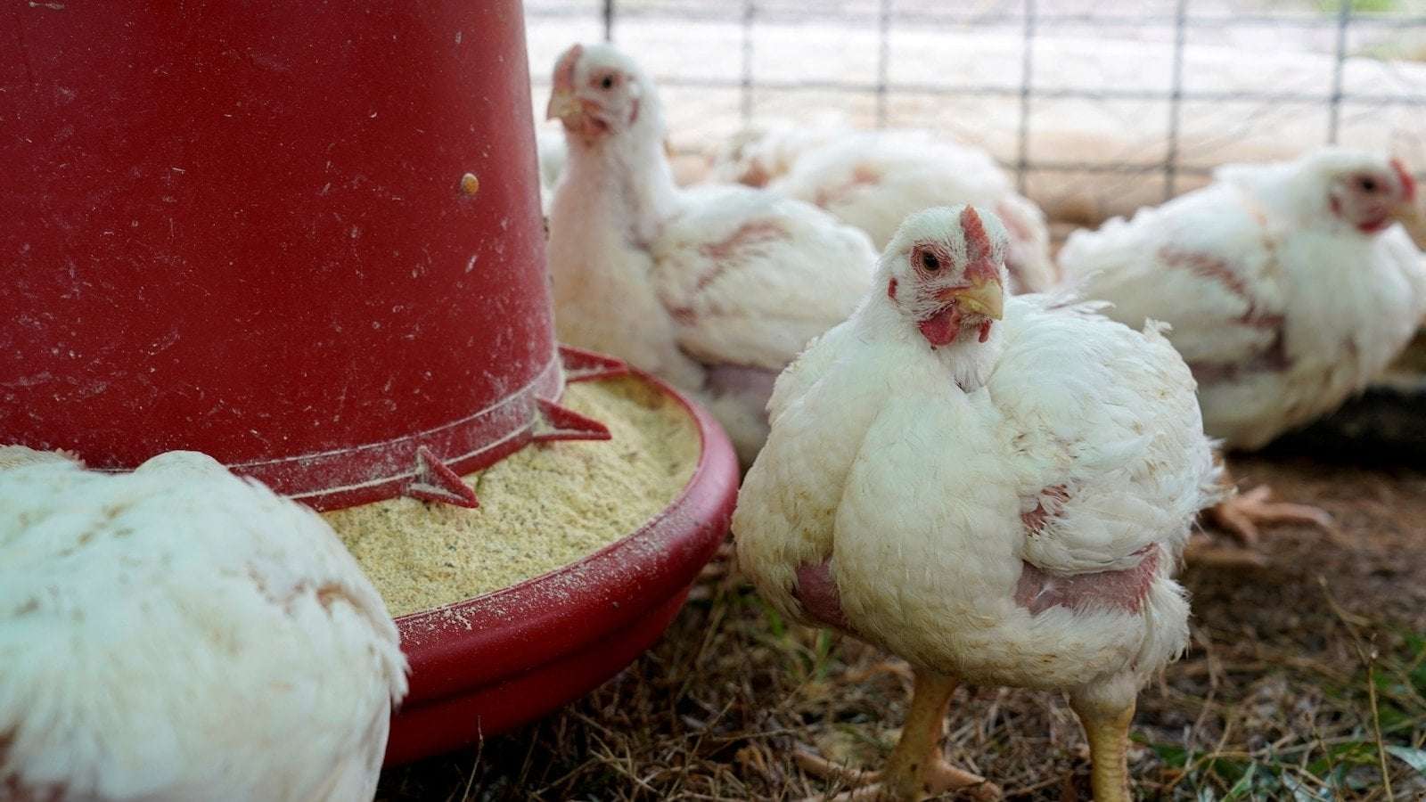 image for Poultry company responsible for teen's 2023 death found to have 'oppressive child labor' at separate plant: DOL