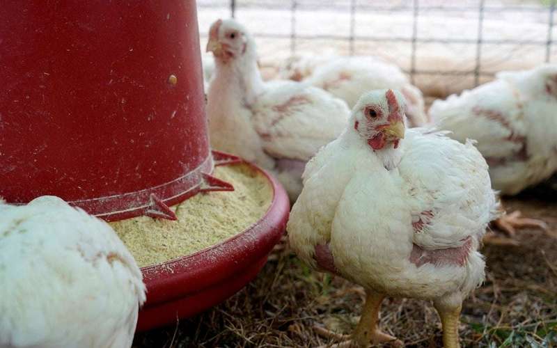 image for Poultry company responsible for teen's 2023 death found to have 'oppressive child labor' at separate plant: DOL