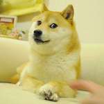 image for RIP Kabosu (Doge meme dog).