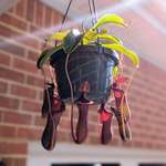 image for Best plant to keep bugs off your patio!