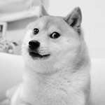 image for "Kabotsu", the famous meme dog has died at the age of 18 years, which would be 90 human years.