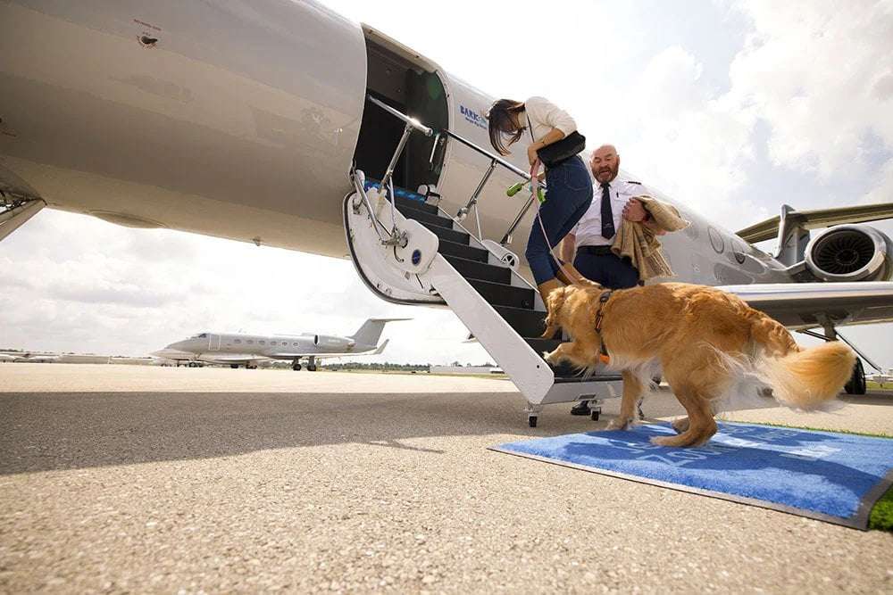 image for A New Airline for Dogs Takes Flight