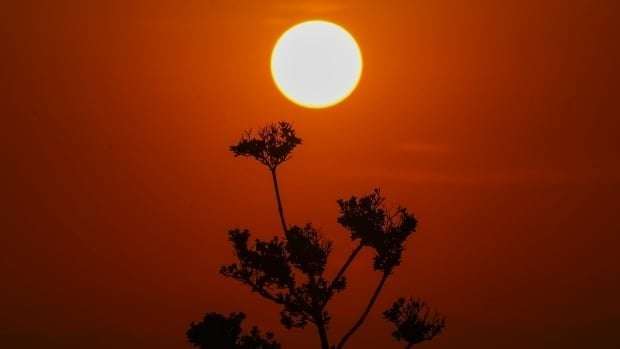 image for Mexico is about to experience its 'highest temperatures ever recorded' as death toll climbs