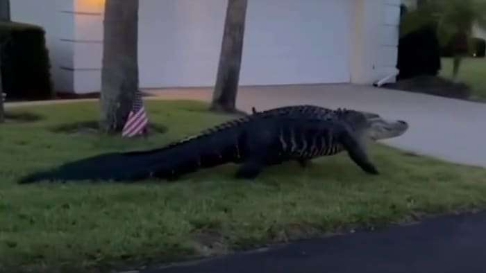 image for How many people have been killed by alligators in Florida? The number may surprise you
