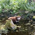 image for Neighbors dog chilling in my pond