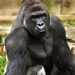 image for Harambe's Birthday is Today