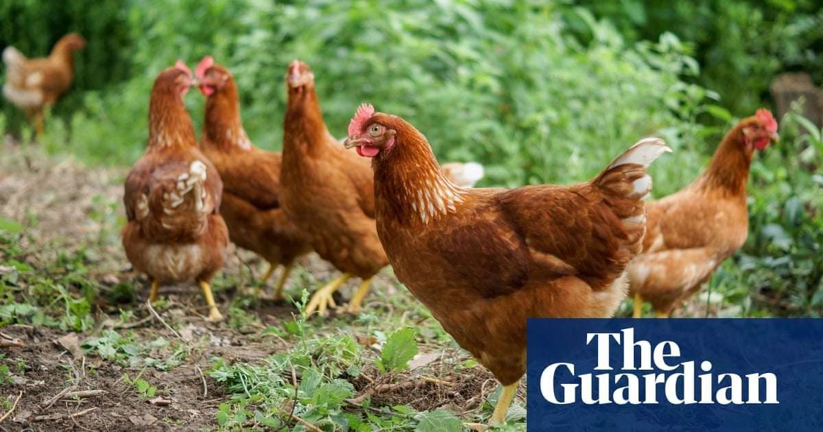 image for ‘They’re out of control’: flock of 100 feral chickens torments village