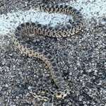 image for Found this snake on the road, got bit but it was worth getting the guy out of the road 👍
