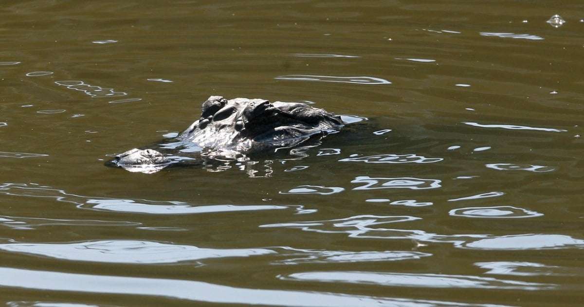 image for Police kill alligator after it was found with a missing woman's remains in its mouth