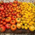image for My wife just harvested the last of her tomatoes for the season.