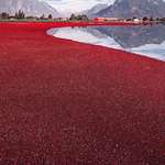 image for Cranberry harvest by Kristina Makeeva
