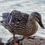 image for A random duck i shot