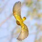 image for American Yellow Warbler