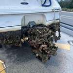 image for Barnacles on a boat left in slip for a year