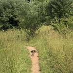 image for Saw a fable on my hike yesterday