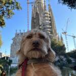 image for Took a pic of my dog in Barcelona