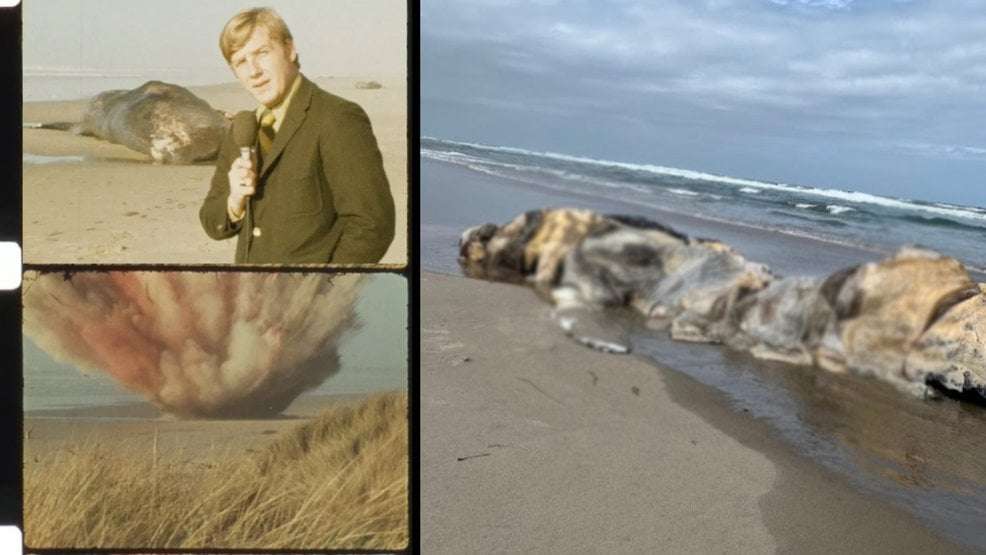 image for Dead whale on Oregon beach will NOT be blown up, OSP clarifies: 'History isn't repeating'