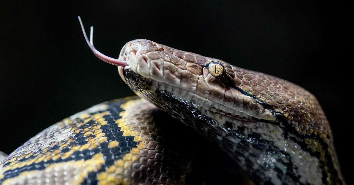 image for Missing mother found dead inside 16-foot-long python after it swallowed her whole in Indonesia