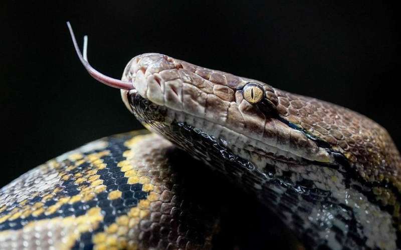 image for Missing mother found dead inside 16-foot-long python after it swallowed her whole in Indonesia