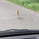 image for Saw the tinniest baby deer this morning (beeped until he ran into woods).