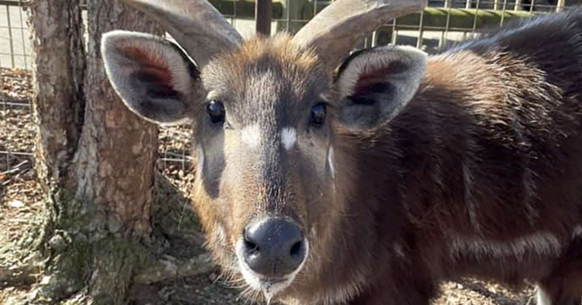 image for Antelope at Tennessee zoo chokes to death on plastic snack pouch cap