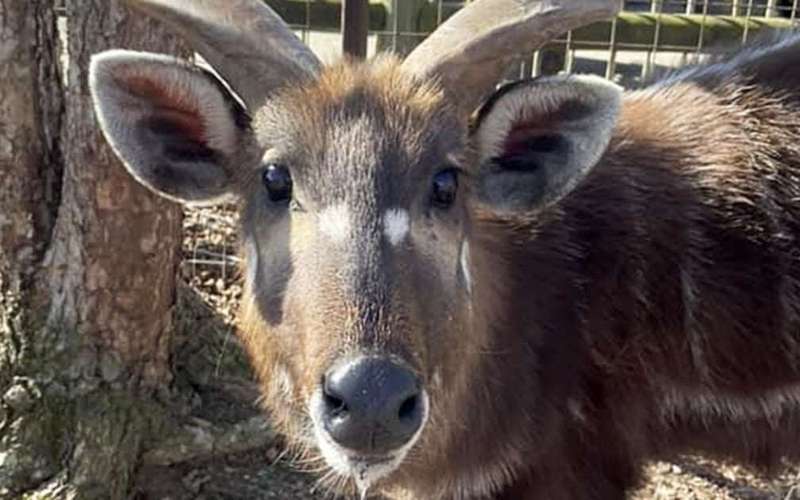 image for Antelope at Tennessee zoo chokes to death on plastic snack pouch cap
