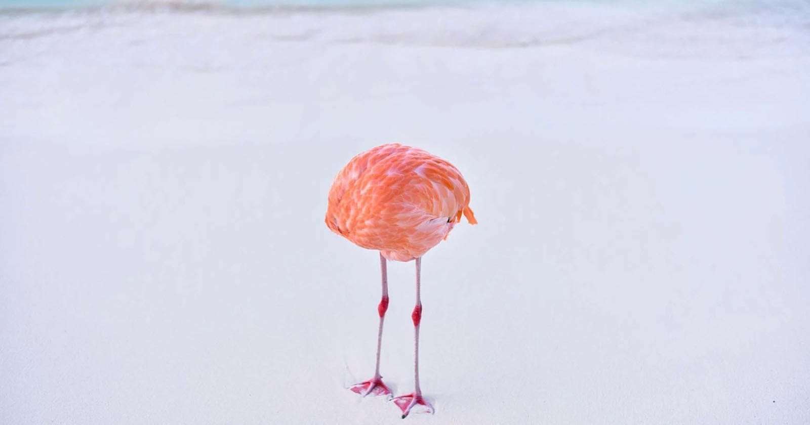 image for Photographer Disqualified From AI Image Contest After Winning With Real Photo